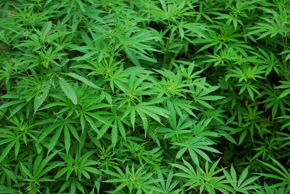 Cannabis light nelle tabaccherie di Parma: legale o ancora no