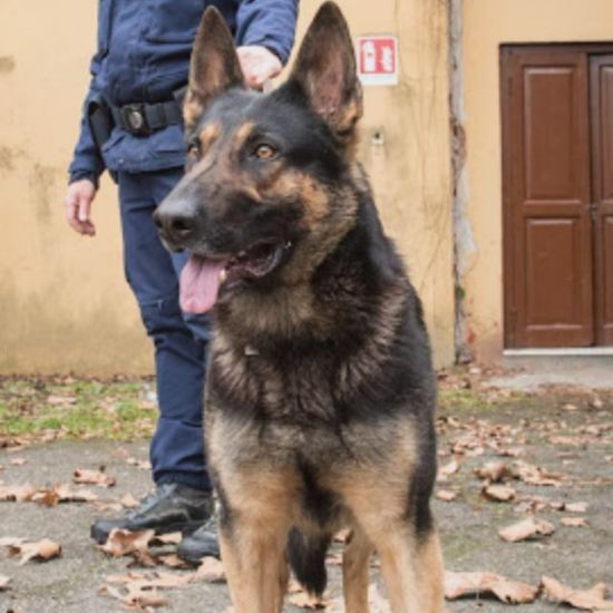 Il cane Apache va in pensione